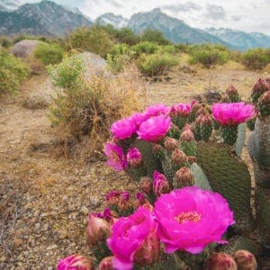 Cactus Blossom Mason Jar Candle, 100% Natural Wax